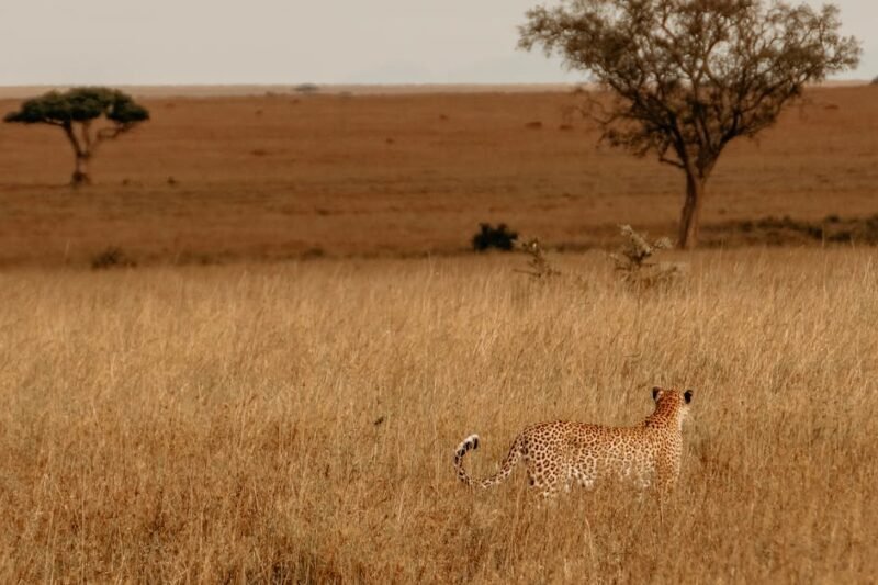 De beste stedene for dyrelivssafari i Afrika: unike safariopplevelser du ikke bør gå glipp av